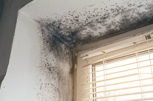 Trusted Mold Inspection service in Babson Park, MA - Cheap Mold Removal