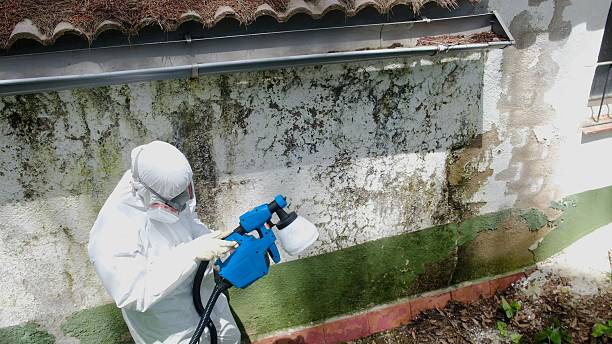 Trusted Basement Mold Remediation service in Babson Park, MA - Cheap Mold Removal
